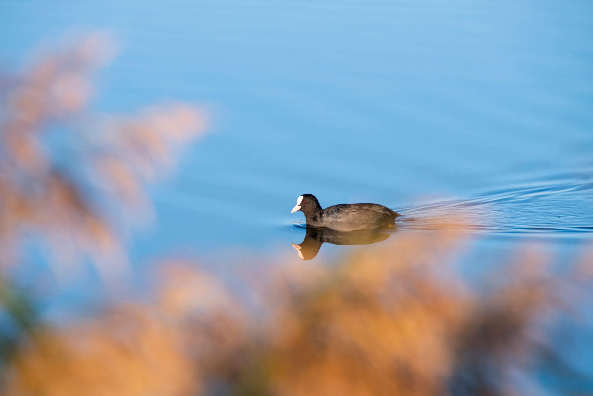 Lone Coot swimming through calm water, with blurry golden leaves in the foreground  